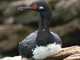 rock cormorant